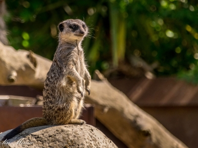Stokstaart - De Zonnegloed - Dierenpark - Dieren opvangcentrum - Sanctuary